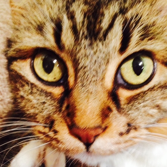 Rescue pup💖 - Picture 2 of 2